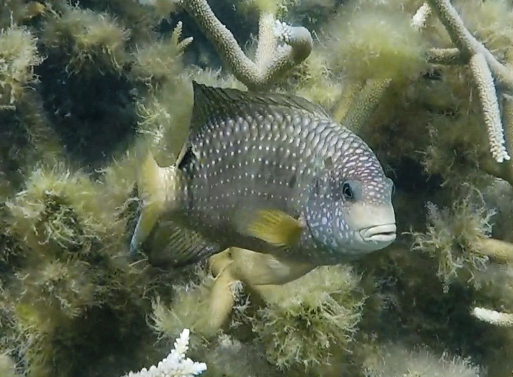 Pesce ocellato (Labridae?) - Mauritius